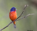 _B222973-2 painted bunting